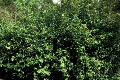 LA GREEN TOUCH - Fusain de fortune 'coloratus' x6 – entre 0,38 et 0,5m2