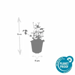 LA GREEN TOUCH - Fusain de fortune 'coloratus' x6 – entre 0,38 et 0,5m2