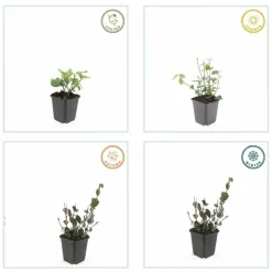 LA GREEN TOUCH - Fusain de fortune 'coloratus' x6 – entre 0,38 et 0,5m2