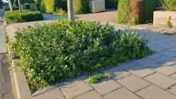 LA GREEN TOUCH - Fusain de fortune 'coloratus' x6 – entre 0,38 et 0,5m2