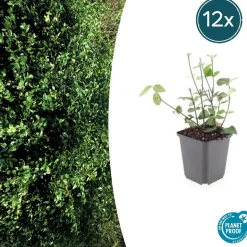 LA GREEN TOUCH - Fusain de fortune 'coloratus' x6 – entre 0,38 et 0,5m2
