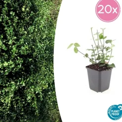 LA GREEN TOUCH - Fusain de fortune 'coloratus' x6 – entre 0,38 et 0,5m2
