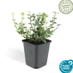 LA GREEN TOUCH - Fusain 'emerald 'n gaiety' x60 – entre 3,75 et 5m2