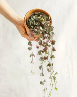 LA GREEN TOUCH - Grand ceropegia woodi 38cm - plante d'intérieur