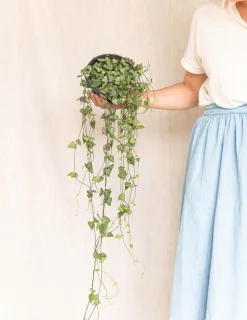 LA GREEN TOUCH - Grand ceropegia woodii - chaîne de coeurs 50cm - plante d'intérieur