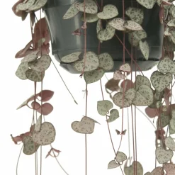 LA GREEN TOUCH - Grand ceropegia woodii - chaîne de coeurs 50cm - plante d'intérieur