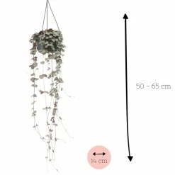 LA GREEN TOUCH - Grand ceropegia woodii - chaîne de coeurs 50cm - plante d'intérieur