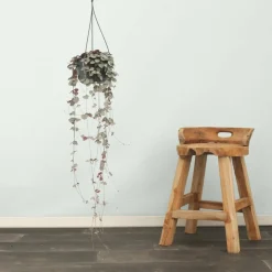 LA GREEN TOUCH - Grand ceropegia woodii - chaîne de coeurs 50cm - plante d'intérieur
