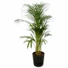 LA GREEN TOUCH - Grand palmier areca et son pot - hauteur 85cm
