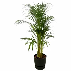 LA GREEN TOUCH - Grand palmier areca et son pot - hauteur 85cm
