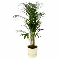 LA GREEN TOUCH - Grand palmier areca et son pot - hauteur 85cm