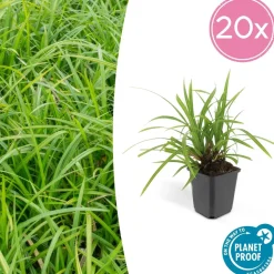 LA GREEN TOUCH - Grand palmier areca et son pot - hauteur 85cm