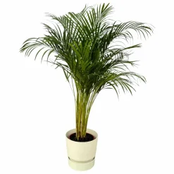LA GREEN TOUCH - Grand palmier areca et son pot - hauteur 85cm