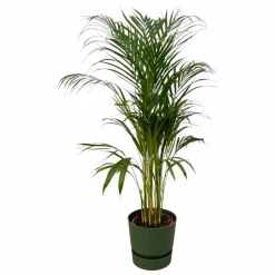 LA GREEN TOUCH - Grand palmier areca et son pot - hauteur 85cm