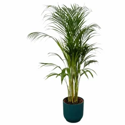 LA GREEN TOUCH - Grand palmier areca et son pot - hauteur 85cm