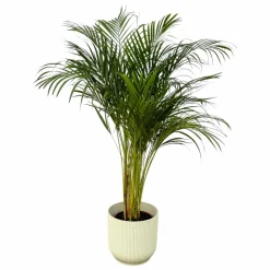 LA GREEN TOUCH - Grand palmier areca et son pot - hauteur 85cm