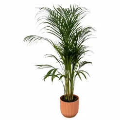 LA GREEN TOUCH - Grand palmier areca et son pot - hauteur 85cm