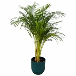 LA GREEN TOUCH - Grand palmier areca et son pot - hauteur 85cm