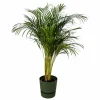 LA GREEN TOUCH - Grand palmier areca et son pot - hauteur 85cm