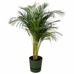 LA GREEN TOUCH - Grand palmier areca et son pot - hauteur 85cm