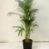 LA GREEN TOUCH - Grand palmier areca et son pot - hauteur 85cm