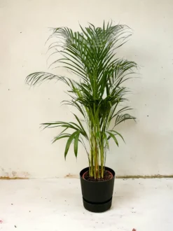 LA GREEN TOUCH - Grand palmier areca et son pot - hauteur 85cm