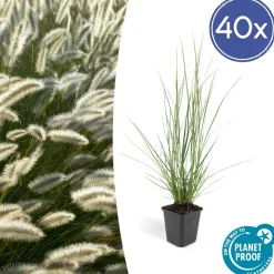 LA GREEN TOUCH - Grand palmier areca et son pot - hauteur 85cm