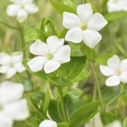 LA GREEN TOUCH - Grande pervenche 'alba' x60 – entre 3,75 et 5m2