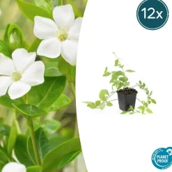 LA GREEN TOUCH - Grande pervenche 'alba' x60 – entre 3,75 et 5m2