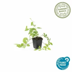 LA GREEN TOUCH - Grande pervenche 'alba' x12 – entre 0,75 et 1m2