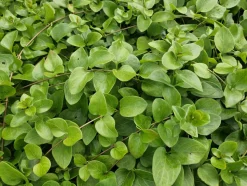 LA GREEN TOUCH - Grande pervenche 'alba' x12 – entre 0,75 et 1m2