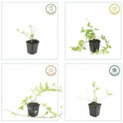 LA GREEN TOUCH - Grande pervenche 'alba' x20 – entre 1,25 et 1,67m2