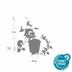 LA GREEN TOUCH - Grande pervenche 'alba' x6 – entre 0,38 et 0,5m2