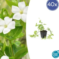 LA GREEN TOUCH - Grande pervenche 'alba' x40 – entre 2,5 et 3,33m2