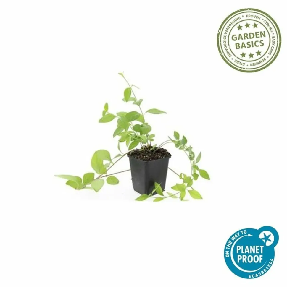 LA GREEN TOUCH - Grande pervenche 'alba' x40 – entre 2,5 et 3,33m2