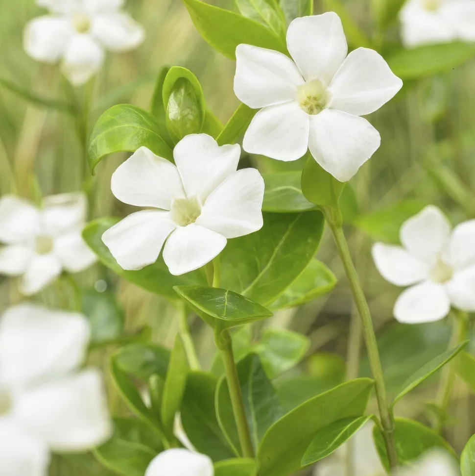 LA GREEN TOUCH - Grande pervenche 'alba' x40 – entre 2,5 et 3,33m2