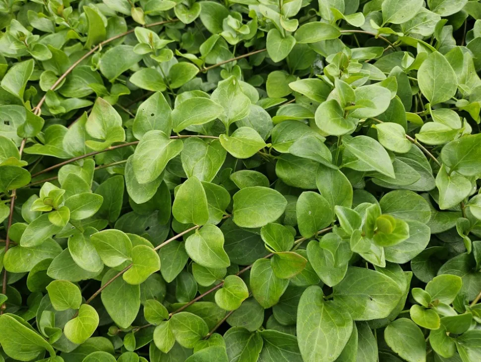 LA GREEN TOUCH - Grande pervenche 'alba' x40 – entre 2,5 et 3,33m2