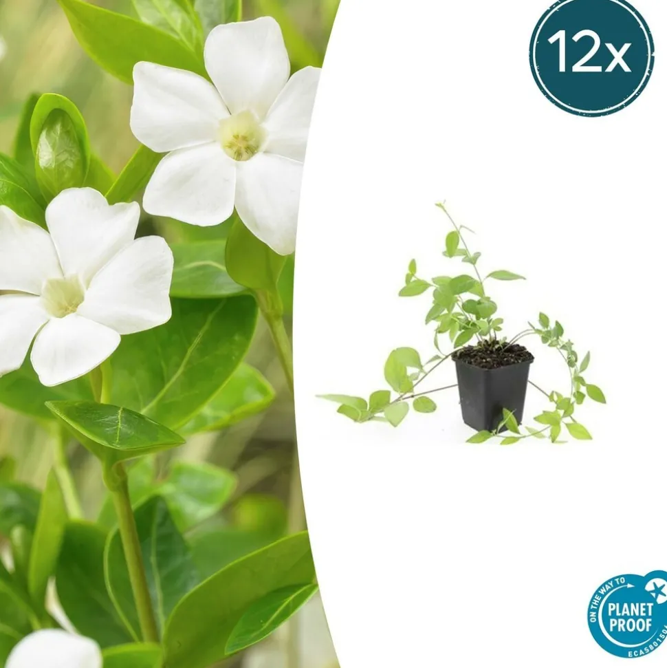 LA GREEN TOUCH - Grande pervenche 'alba' x40 – entre 2,5 et 3,33m2