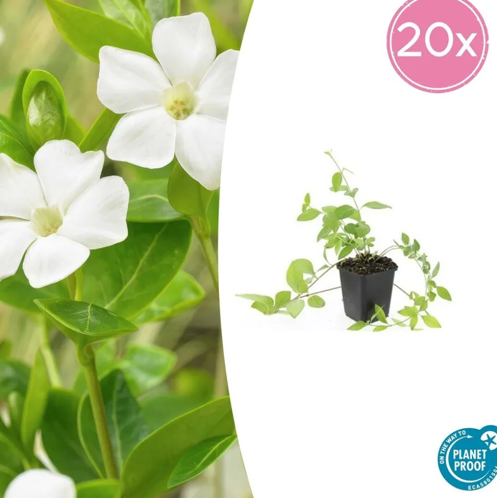 LA GREEN TOUCH - Grande pervenche 'alba' x40 – entre 2,5 et 3,33m2