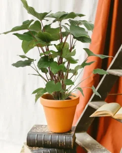 LA GREEN TOUCH - Homalomena maggy 90cm - plante d'intérieur