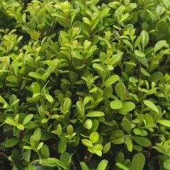 LA GREEN TOUCH - Ilex crenata 'jenny' - lot de 6