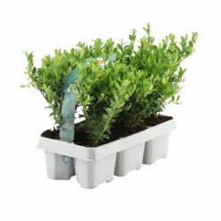 LA GREEN TOUCH - Ilex crenata 'jenny' - lot de 6