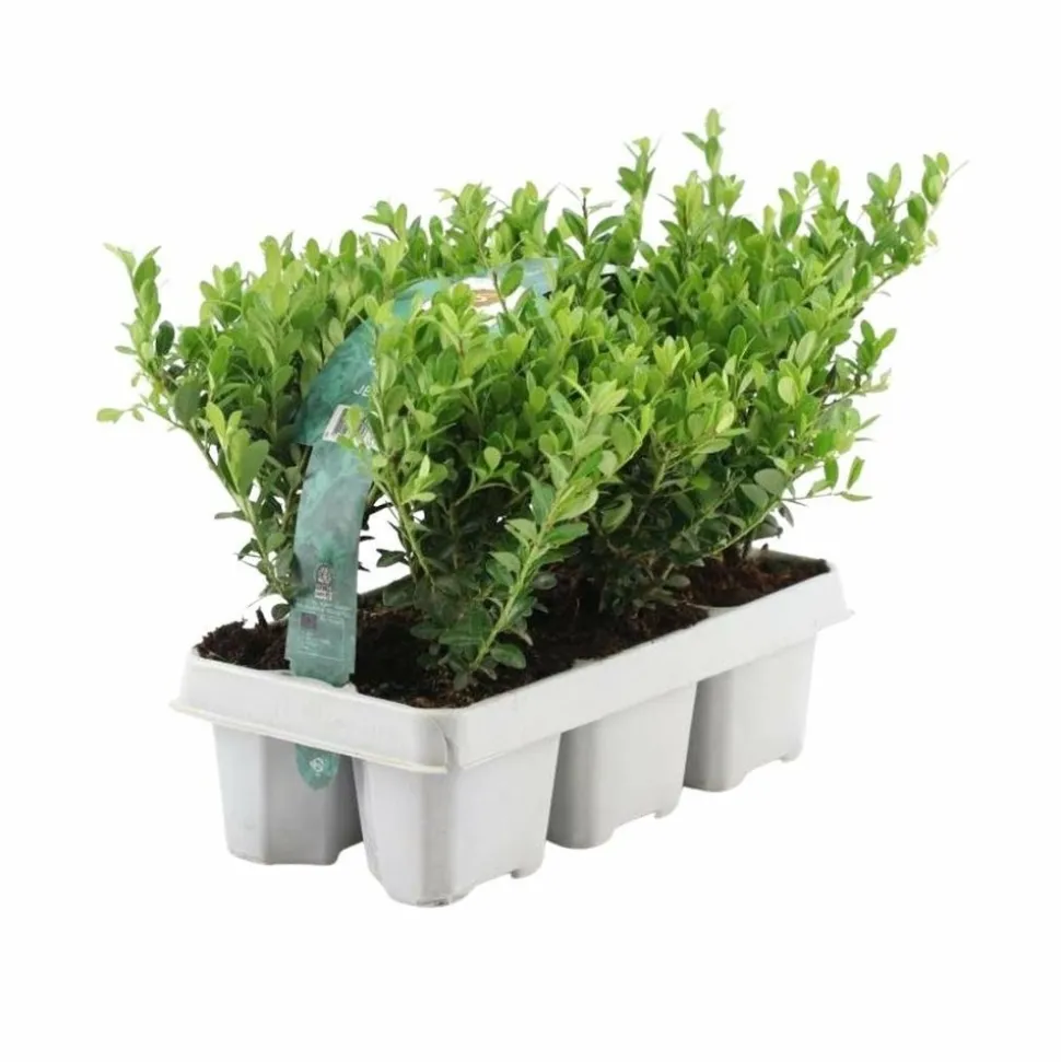 LA GREEN TOUCH - Ilex crenata 'jenny' - lot de 6