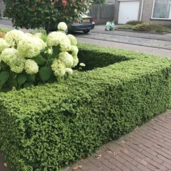 LA GREEN TOUCH - Ilex crenata 'jenny' - lot de 6