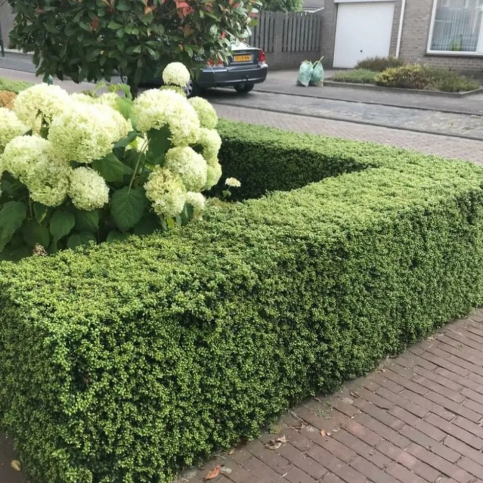 LA GREEN TOUCH - Ilex crenata 'jenny' - lot de 6