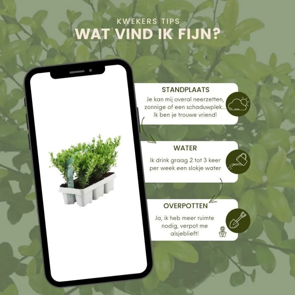 LA GREEN TOUCH - Ilex crenata 'jenny' - lot de 6