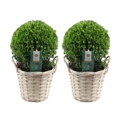 LA GREEN TOUCH - Ilex crenata 'jenny' et leur panier x 2