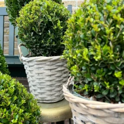 LA GREEN TOUCH - Ilex crenata 'jenny' et leur panier x 2