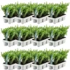 LA GREEN TOUCH - Ilex crenata 'jenny' - lot de 72