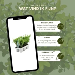 LA GREEN TOUCH - Ilex crenata 'jenny' - lot de 72